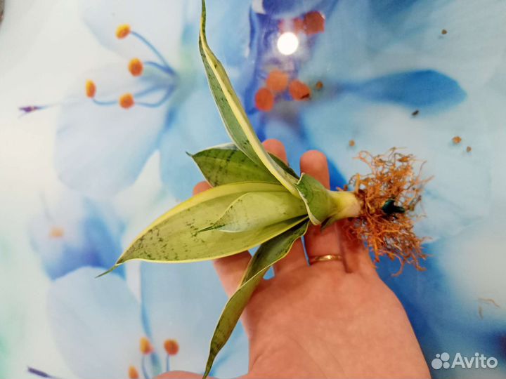 Сансевиерия ханни крем