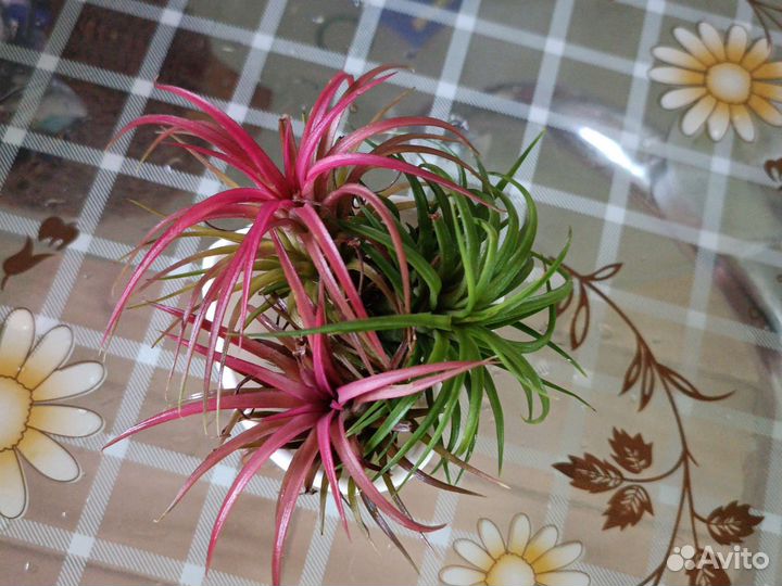 Тилландсия атмосферная