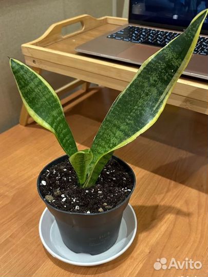 Сансевиерия Футура суперба