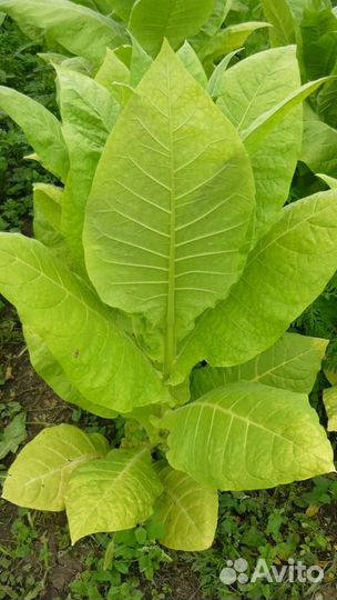 Семена табака