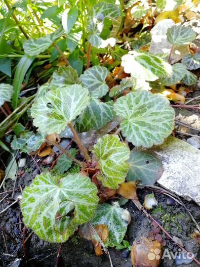 Каменоломка