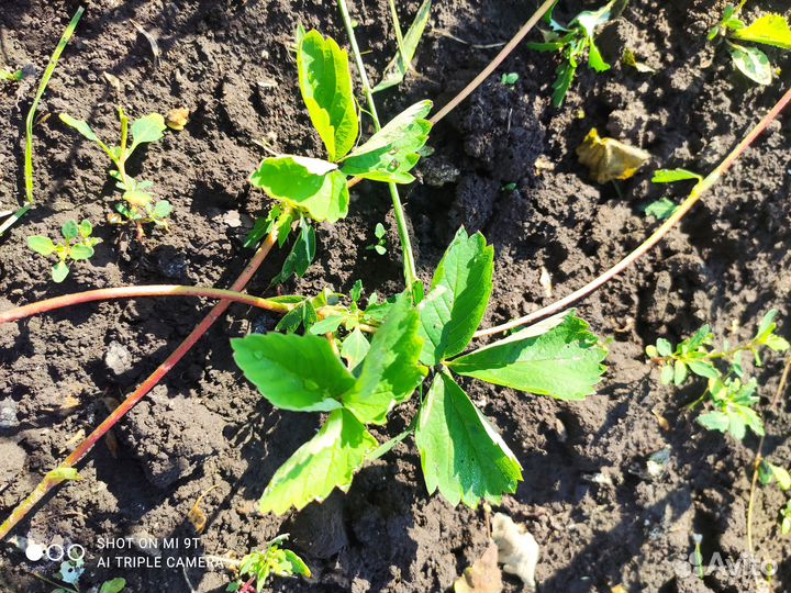 Клубника ананасная