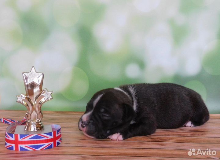 Щенки стаффордширский бультерьер