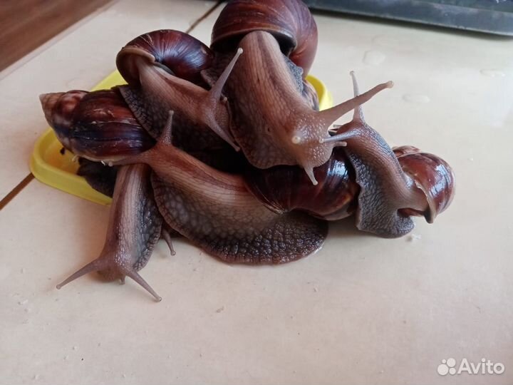 Улитки ахатины