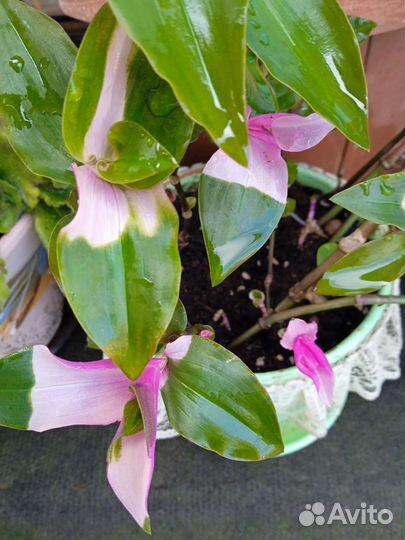 Традесканция