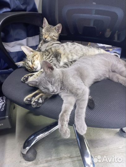 Котята в добрые руки
