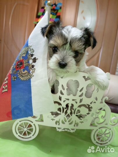 Щенки бивер йорка