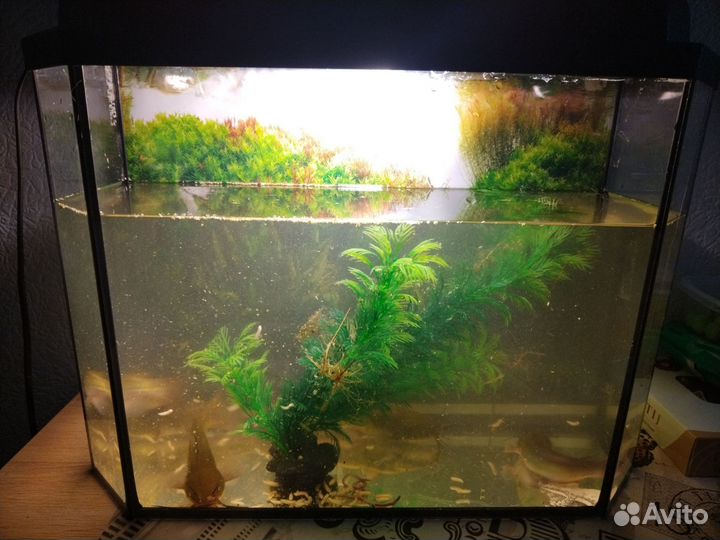 Аквариумные сомы