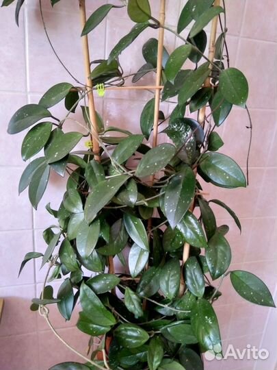 Хойя взрослая