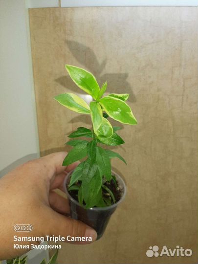 Мирт вариегатный крупнолистный