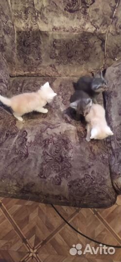 Сибирские котята в добрые руки