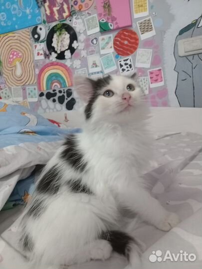 Отдам котёнка мальчика