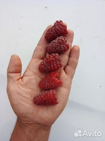 Саженцы малины