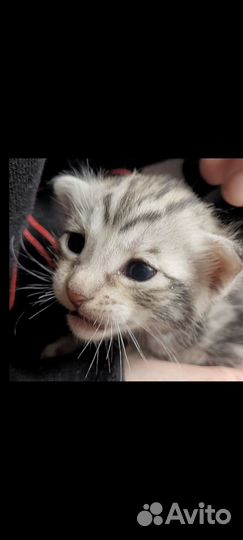 Котята бенгальского мраморного окраса