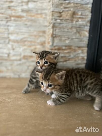 Котенок мальчик