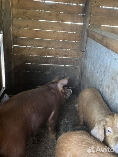 Свинка дюрок