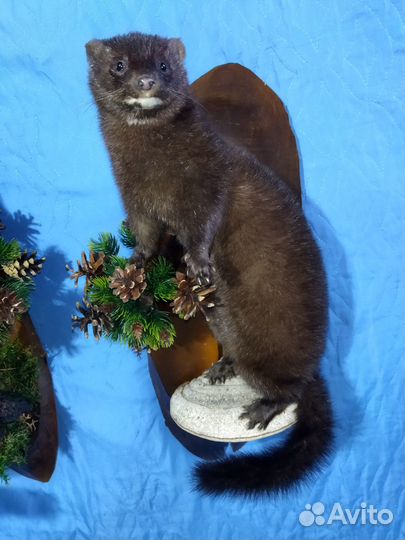 Чучело норки