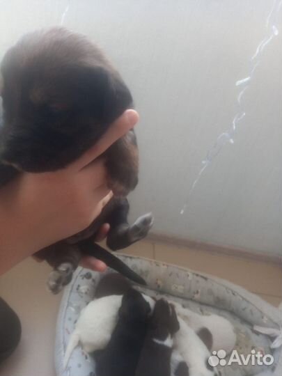 Собаки бесплатно