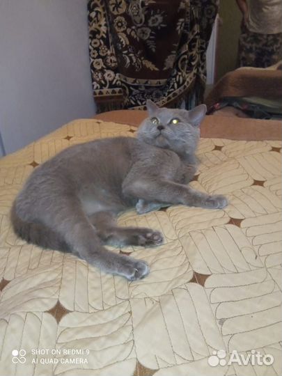 Кот британец, прямоухий. Вязка