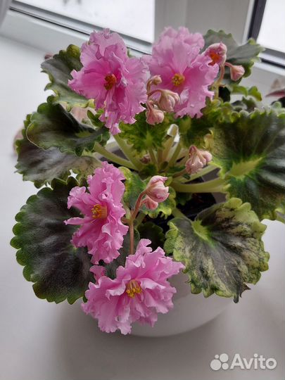 Сортовые фиалки цветущие