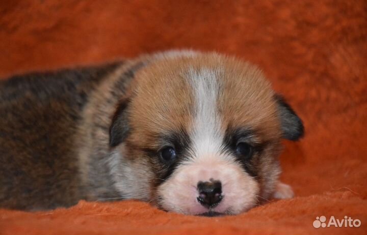 Вельш-корги пемброк мальчики