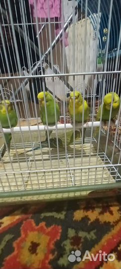 Волнистый попугай