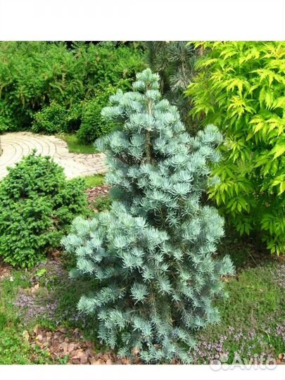 Пихта одноцветная Компакта