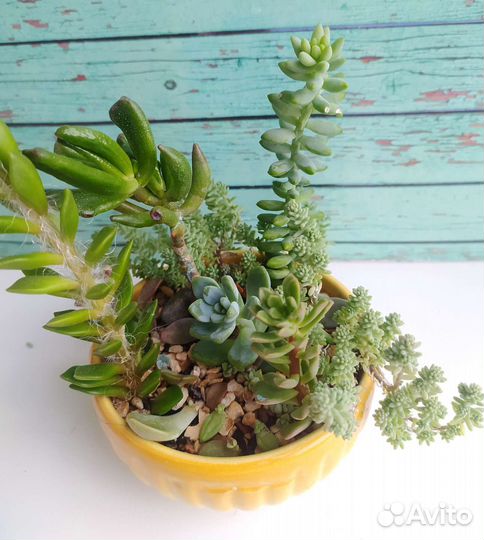 Флорариум из суккулентов