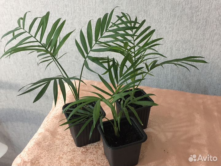 Пальма хамедорея. Комнатные цветы. Растения