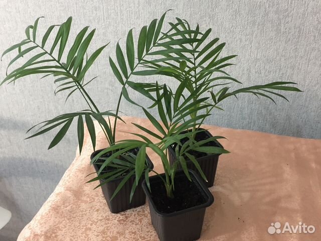 Пальма хамедорея. Комнатные цветы. Растения