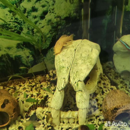 Сомики анциструсы