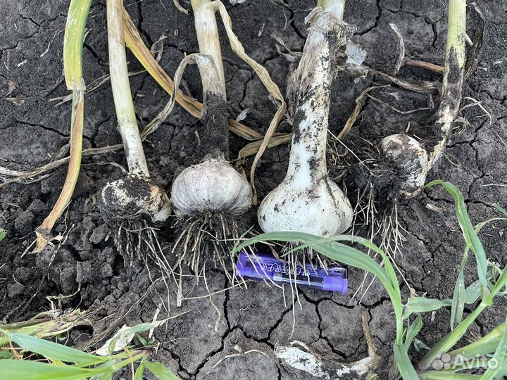 Чеснок семенной