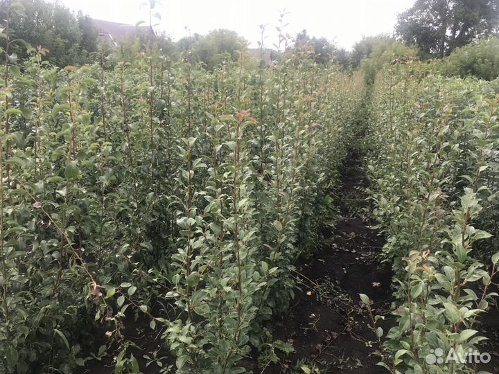 Саженцы плодово-ягодных культур