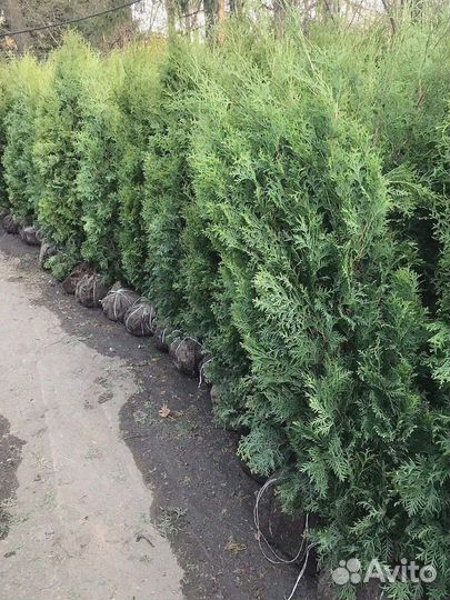 Туя брабант экстра