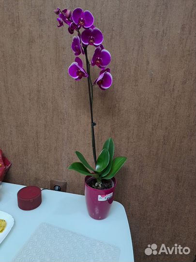 Орхидеи