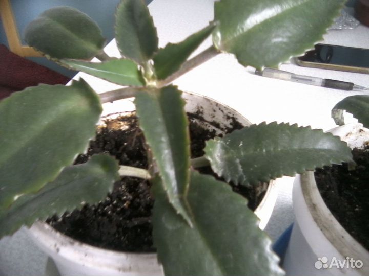 Золотой ус, алое и каланхоэ