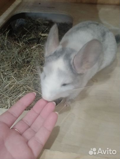 Шиншиллы и домик-витрина