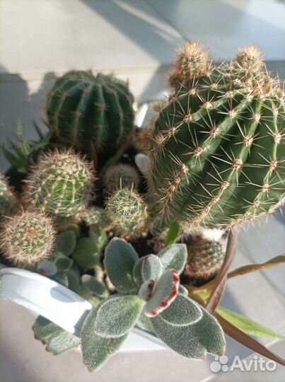 Кактусы и суккуленты, кактус, флорариум