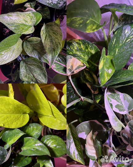 Эпипремнумы, пиннатумы сортовые