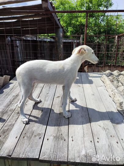 Русская псовая борзая щенки