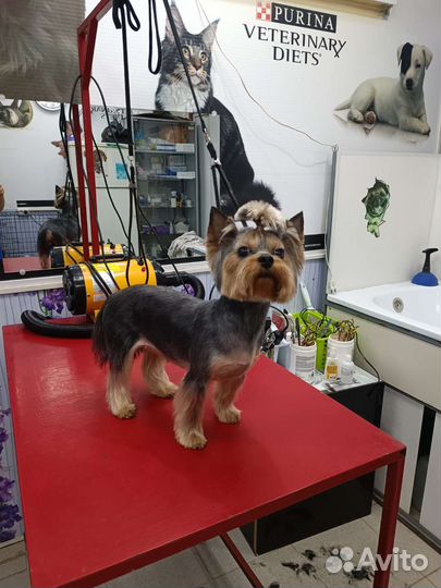 Стрижка собак и кошек у себя на дому