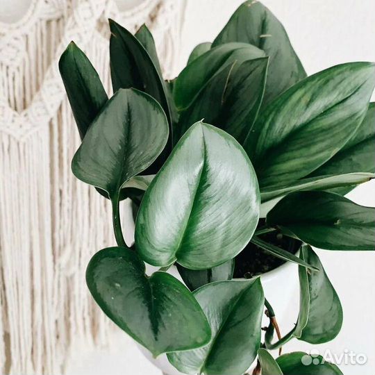 Сциндаптусы сортовые