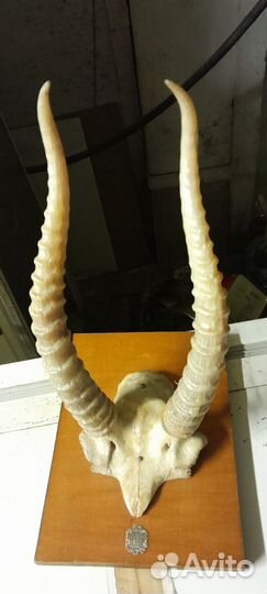 Рога горного козла
