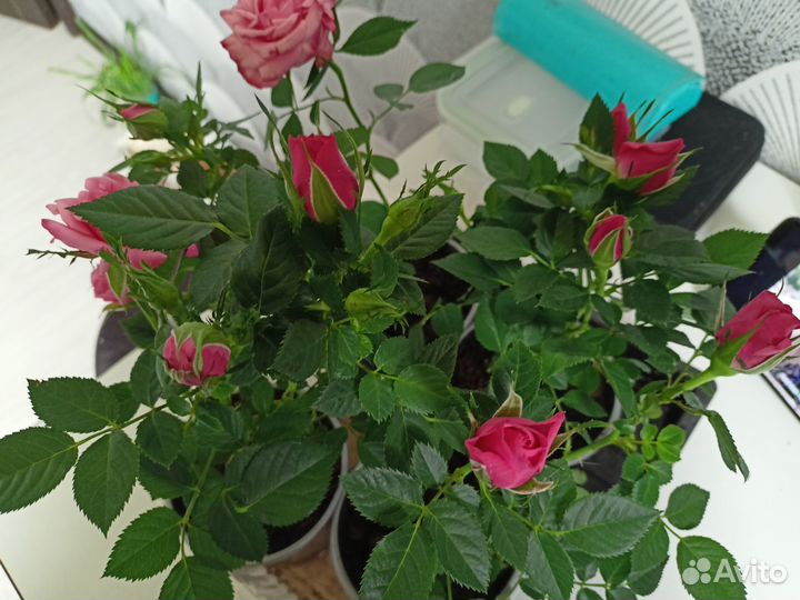 Роза комнатная домашняя, осталось 2 кустика