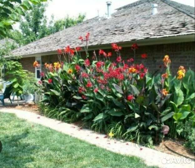 Канны 4 сорта клубни цветы