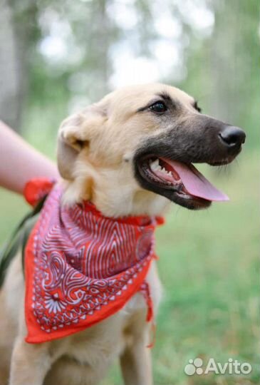 Щенок грустит