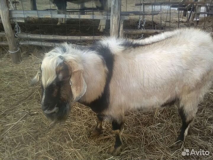 Козел Заанонубийский