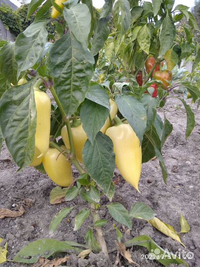 Семена овощей