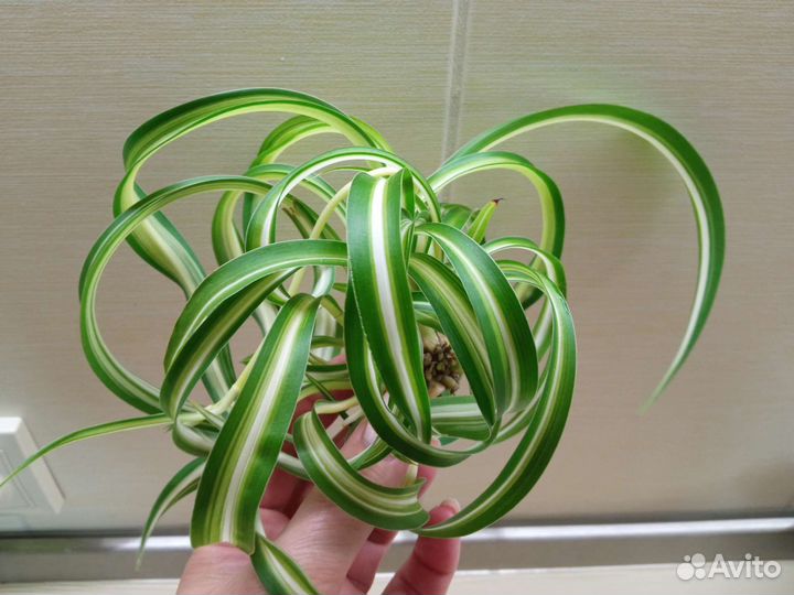 Хлорофитум кудрявый Бонни