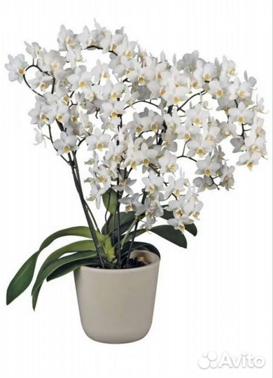 Орхидея фаленопсис